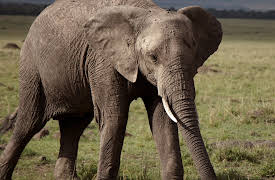 Hostile Planet: 3. Grasslands