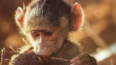 3:30 PM: Serengeti (S3) | BBC Two | 8/31 2026
