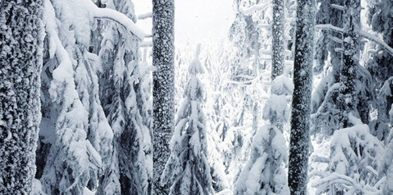 Winter Wonderland (2014)