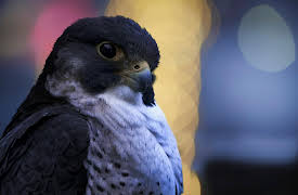 Earth at Night in Color: Wild Cities