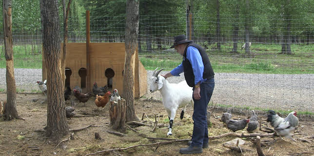 13:05: Dr. Dee: Alaska Vet (S1 E5) (S1) | Animal Planet | 12/11 2025