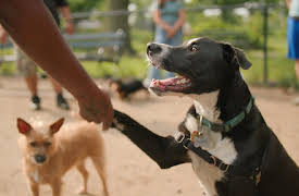 The Future Of: Hundar