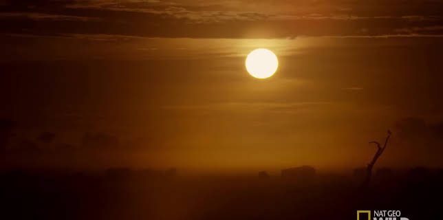 12:00 PM: Savage Kingdom | Nat Geo Wild | 11/24 2025