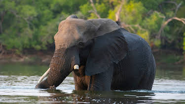 05:43: Die Elefanten der Victoriafälle | 3SAT | 3/31 2026