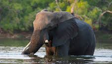 Die Elefanten der Victoriafälle