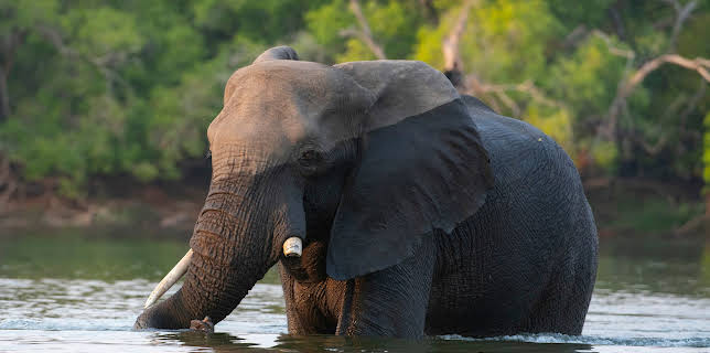 13:20: Die Elefanten der Victoriafälle | 3SAT | 10/31 2025