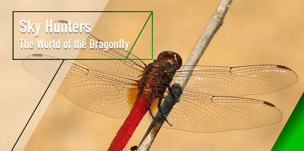 Sky Hunters - The World of the Dragonfly (1915)