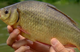 Fishing All Stars: Bury Hill