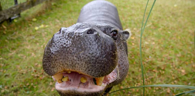 12:40 PM: Go Wild (S2) | Cbeebies | 3/2 2026