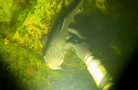 Scuba Jake: You Found That?