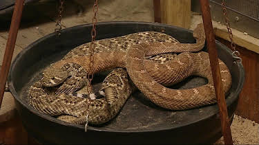 17:10: Leopard, Seebär & Co. (69) | NDR Fernsehen | 9/10 2026