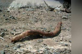Lost Tapes Season 1: Death Worm
