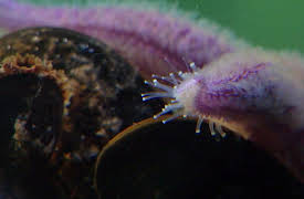 History Of Life On Earth: Life In The Seas