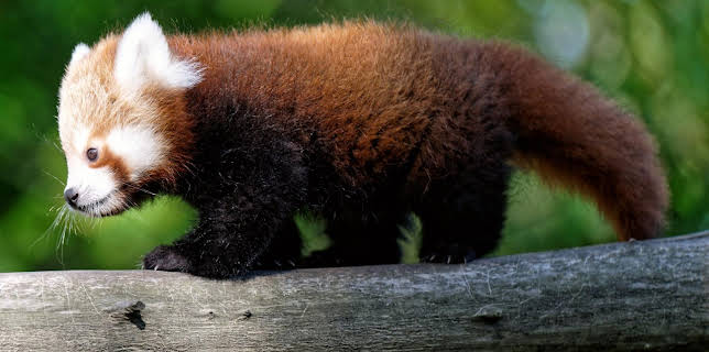 05:45: Giraffe, Erdmännchen & Co. | HR Fernsehen | 2/6 2026