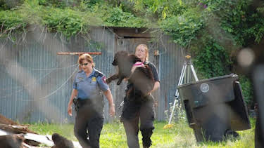 3:00 PM: Animal Cops Houston (S17) | Discovery Channel | 10/22 2026