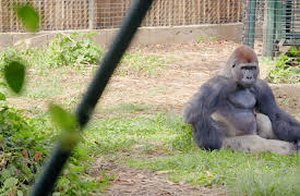 Discovering West Africa: Ghana, Senegal, Cameroon: Preserving Cameroon’s Wildlife and Heritage