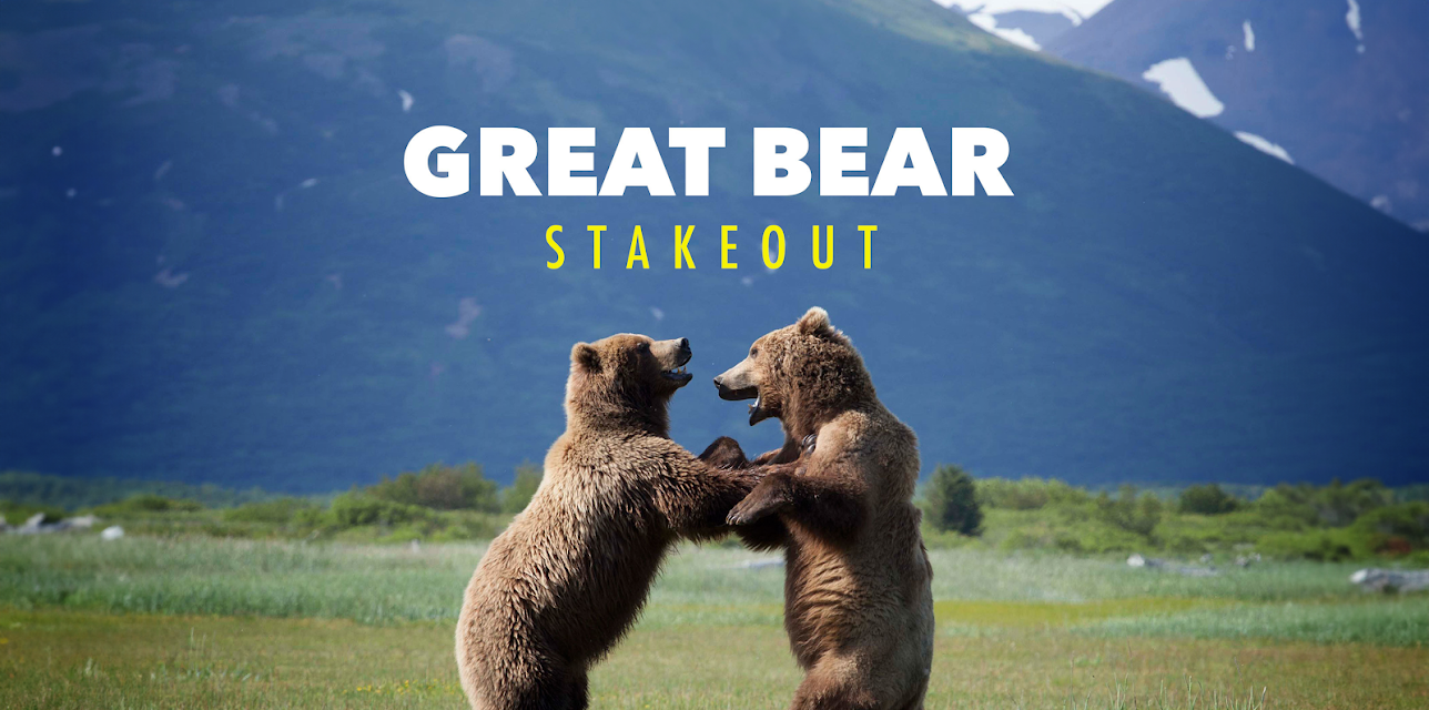 Great Bear Stakeout