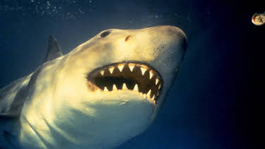 10:10 PM: Jaws III | Sky Hits | 7/25 2026