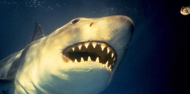 10:00 PM: Jaws III | Sky Greats | 1/31 2026