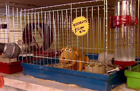 Creature Comforts Season 1: The Pet Shop