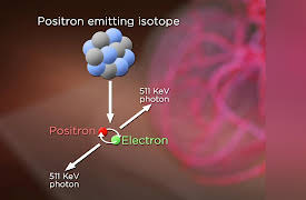 The Learning Brain: The Neural Basis of Working Memory