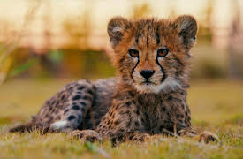 Vantara: Sanctuary Stories, Season 1: Habitats for the Future