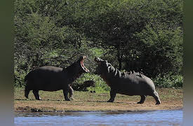 Africa's Wild Wonders: Hippo