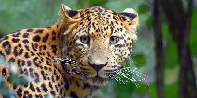 17:10: Leopard, Seebär & Co. | NDR Fernsehen | 11/21 2025