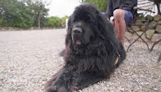 Die Tierärzte - Retter mit Herz (48)