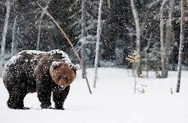 Nature Watching: How to Find and Observe Wildlife: Exploring the World of Winter Wildlife