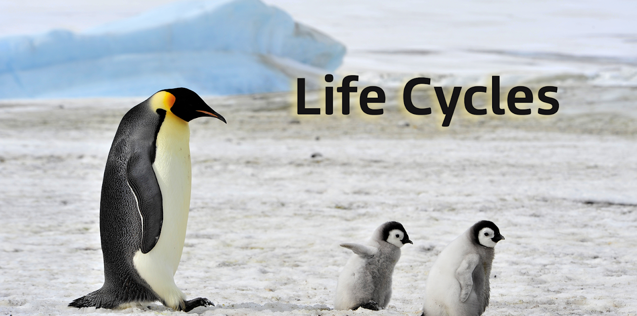 Life Cycles