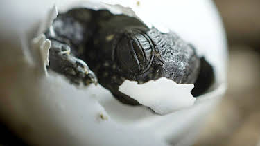 17:50: Das Ei | Arte | 5/4 2026