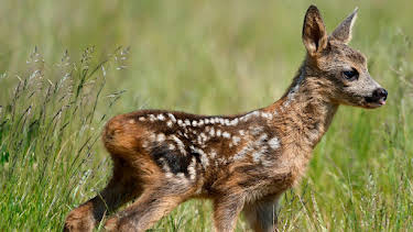 14:15: Das erste Jahr in der Wildnis | Radio Bremen | 4/3 2026