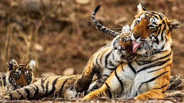 9:00 PM: My Tiger Family | BBC Two | 6/26 2026