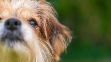 09:10: Tiere suchen ein Zuhause | WDR Fernsehen | 5/9 2026