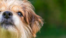 Tiere suchen ein Zuhause