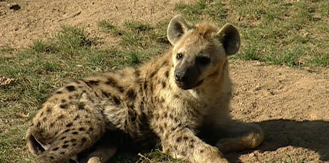 10:35: Elefant, Tiger & Co. | MDR Fernsehen | 11/13 2025