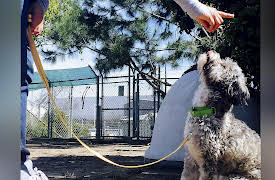 Rescue Dog To Super Dog Season 1: A New Family