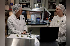 Still Standing: Smiths Falls