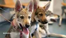 Die Tierärzte - Retter mit Herz (17/60)