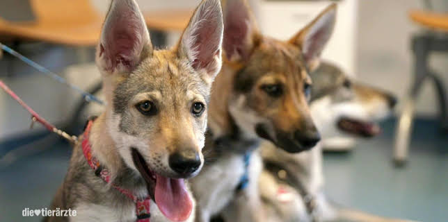 13:00: Die Tierärzte - Retter mit Herz (17/60) | Das Erste | 1/31 2026