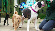 Hundehuset: Poppy og Bron