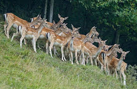 Hard Truths of Conservation With Dan Cabela, Season 1: The Blacktail of Vancouver Island