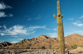 Water is Our Future: Colorado A River in Search of its Estuary