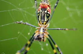 72 animales peligrosos: Asia: Episode 4