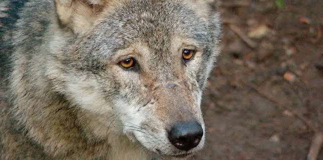 11:30: Die Nordreportage: Wenn die Wölfe wiederkommen | NDR Fernsehen | 1/13 2026