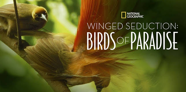 Winged Seduction: Birds of Paradise (2012)