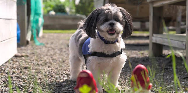 5:05 PM: Dog Squad (S1) | Cbeebies | 11/20 2025