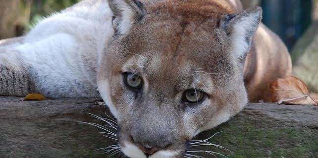 13:50: Nashorn, Zebra & Co. | WDR Fernsehen | 12/19 2025