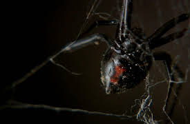 Animal DNA: Deadly Defenses